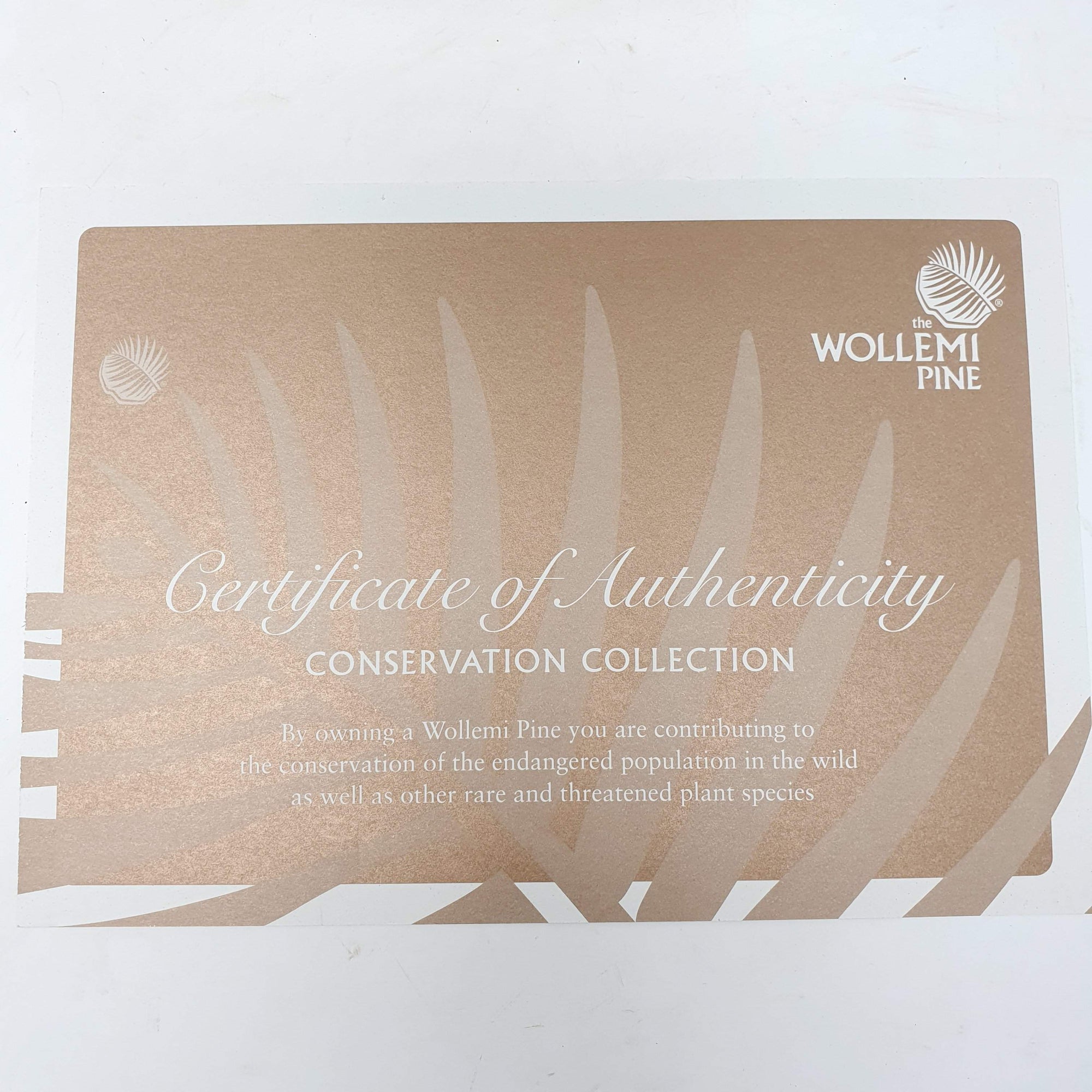 Wollemi Pine Tree Folia House