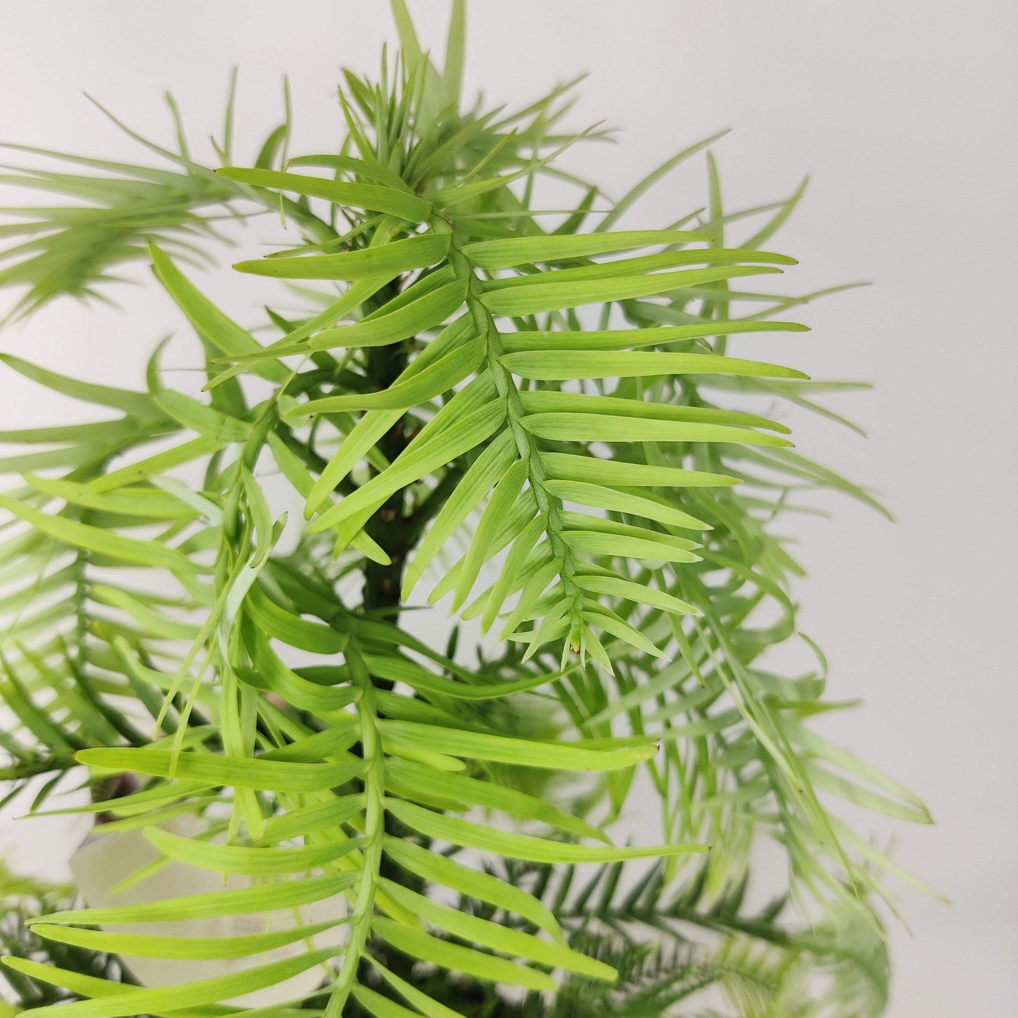 Wollemi Pine Tree Folia House