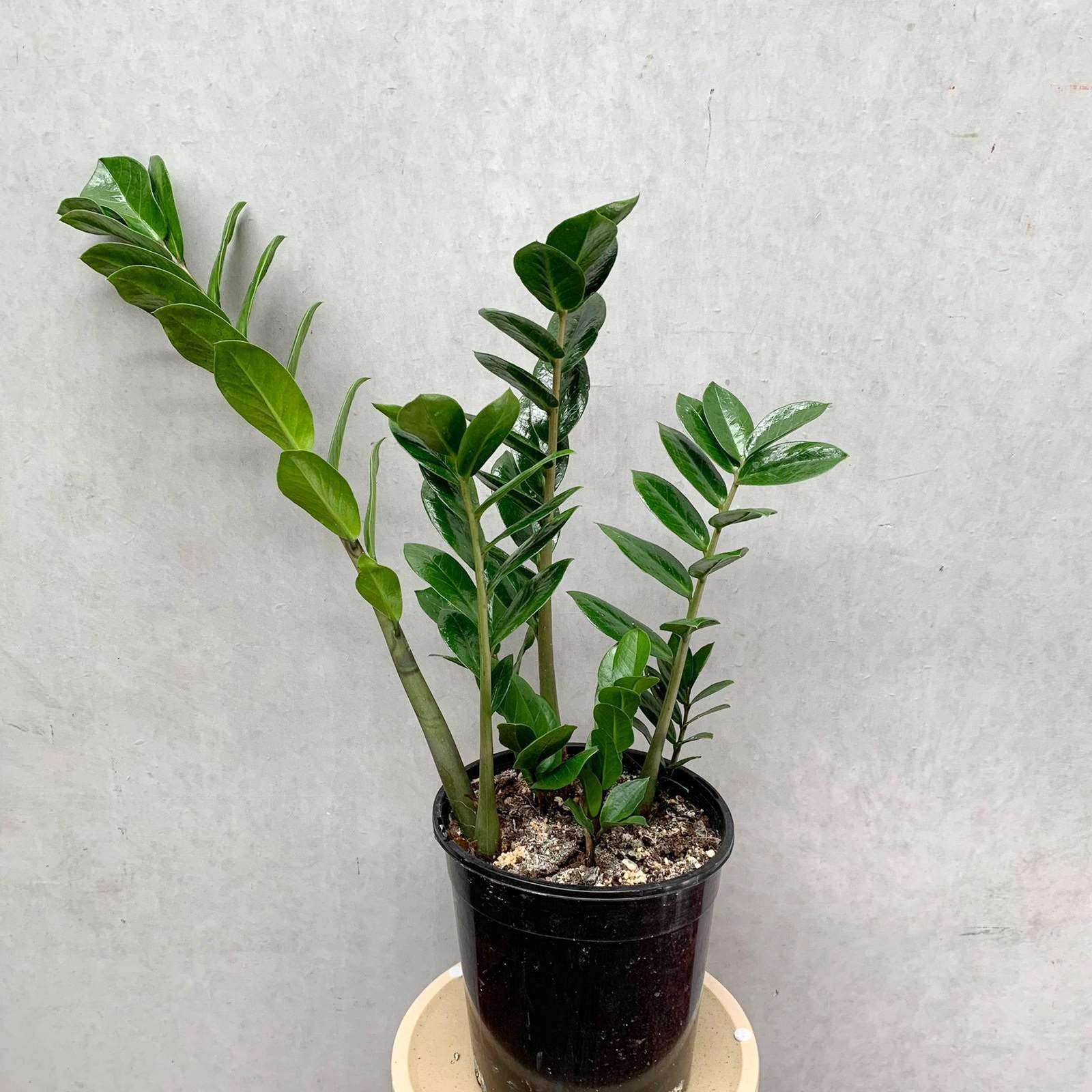 Zanzibar Gem (Zamioculcas zamiifolia) - 18cm Pot – Folia House