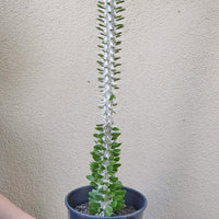 Alluaudia Procera Cactus