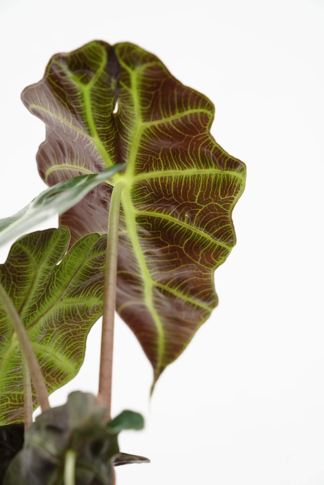 Alocasia Amazonica