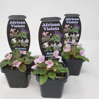 Baby Plant - African Violet Little Pro