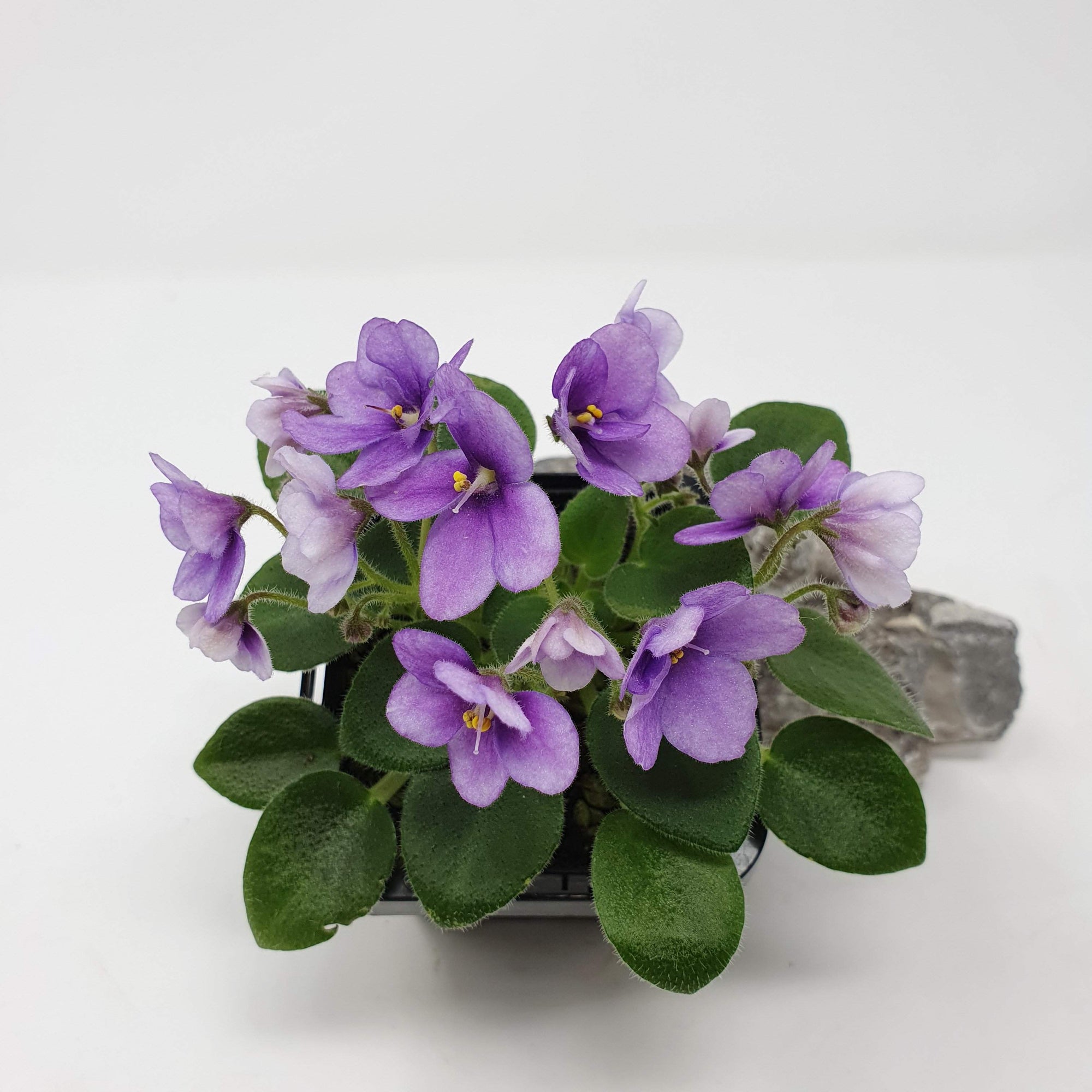 Baby Plant - African Violet Penny Ante