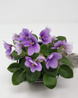 Baby Plant - African Violet Penny Ante