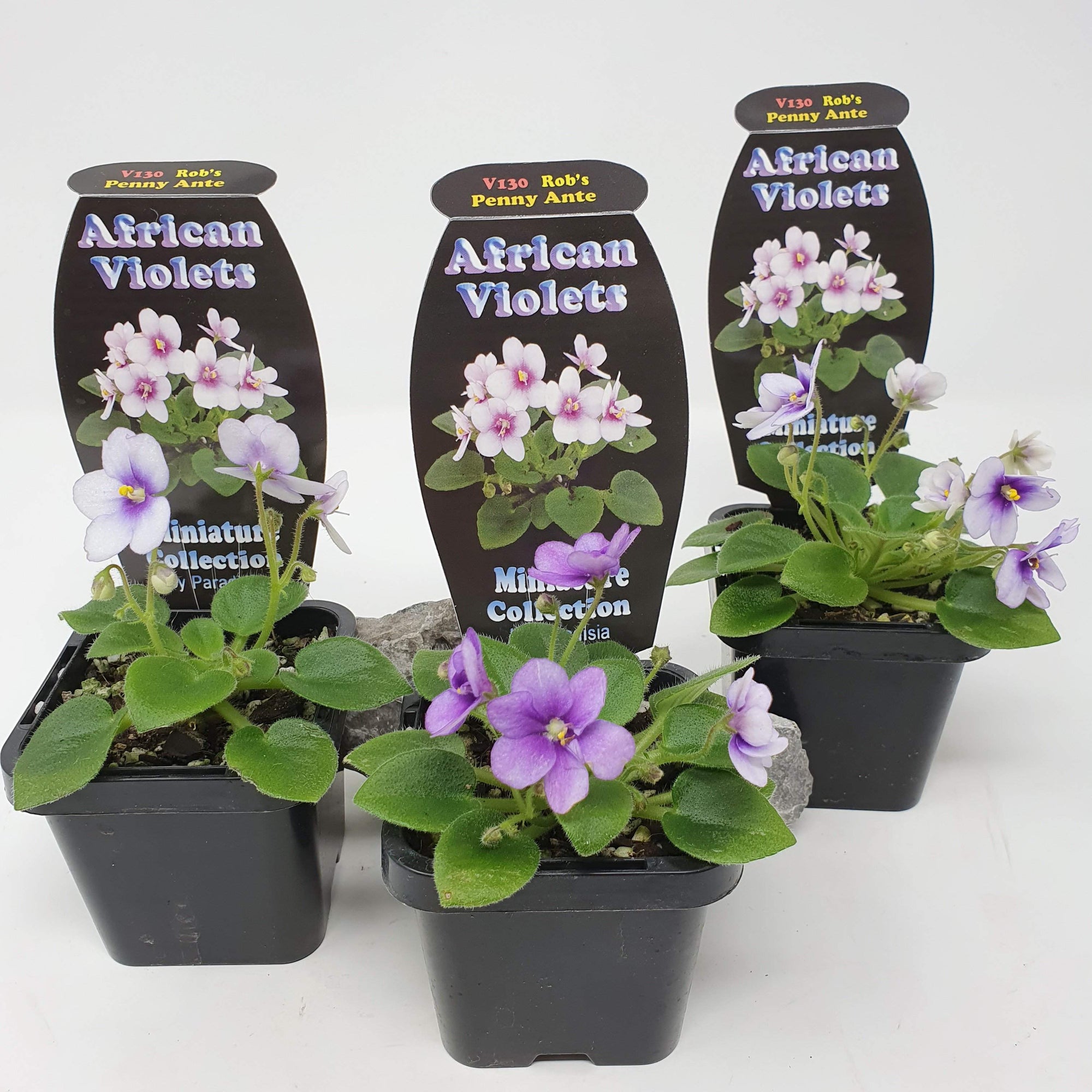 Baby Plant - African Violet Penny Ante