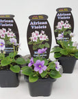 Baby Plant - African Violet Penny Ante