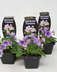 Baby Plant - African Violet Penny Ante