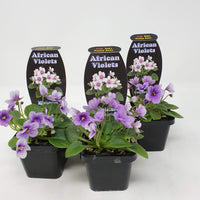 Baby Plant - African Violet Penny Ante