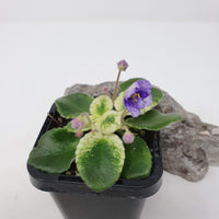 Baby Plant - African Violet Rob's Itchy Britches