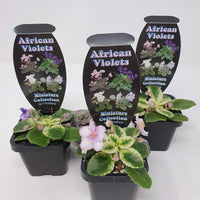 Baby Plant - African Violet Rob's Itchy Britches