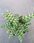 Calathea Rattlesnake (Lancifolia Insignis)