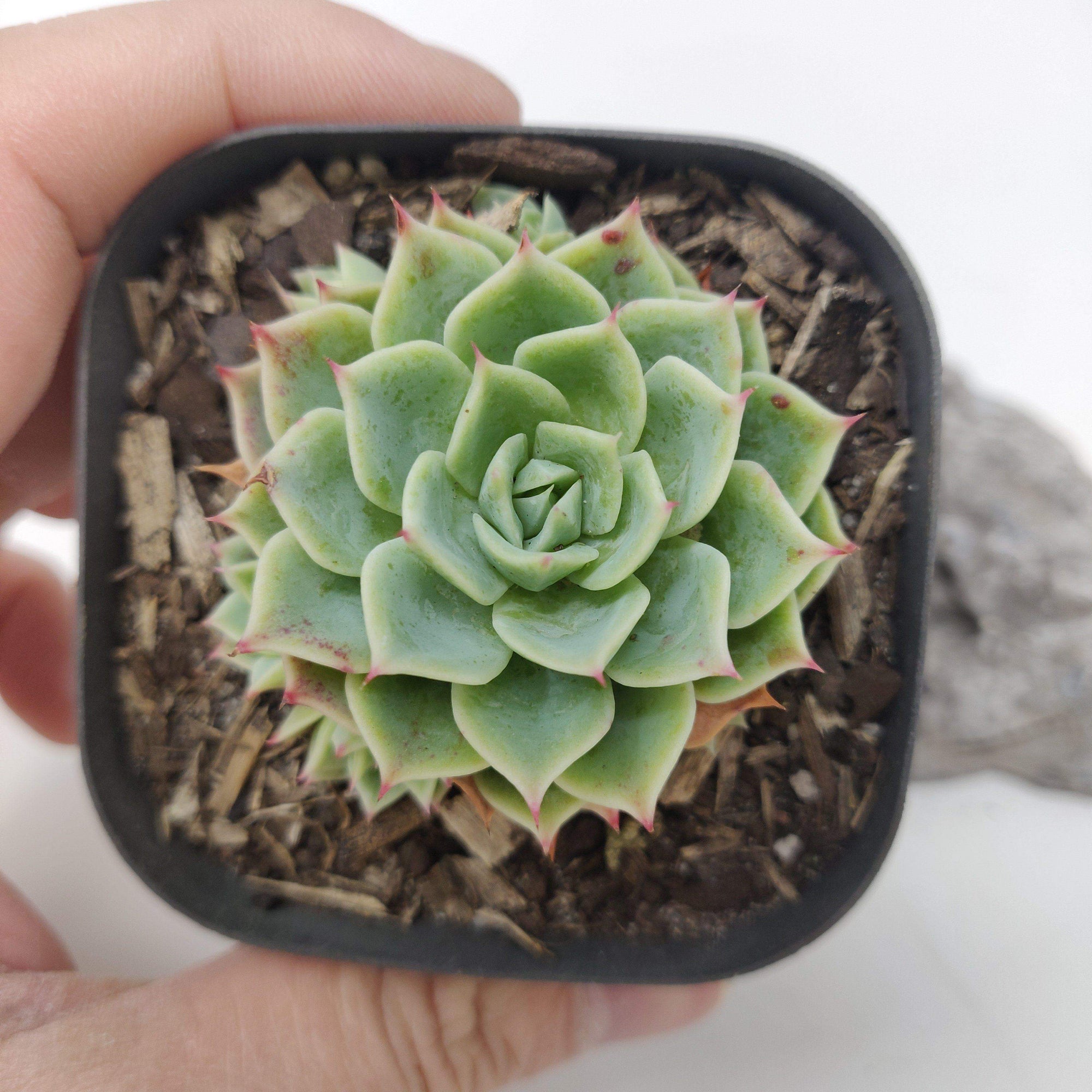 Echeveria Shamrock