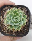 Echeveria Shamrock