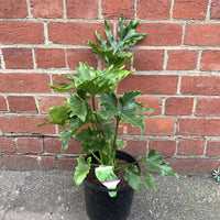 Philodendron Hope - 20cm Pot