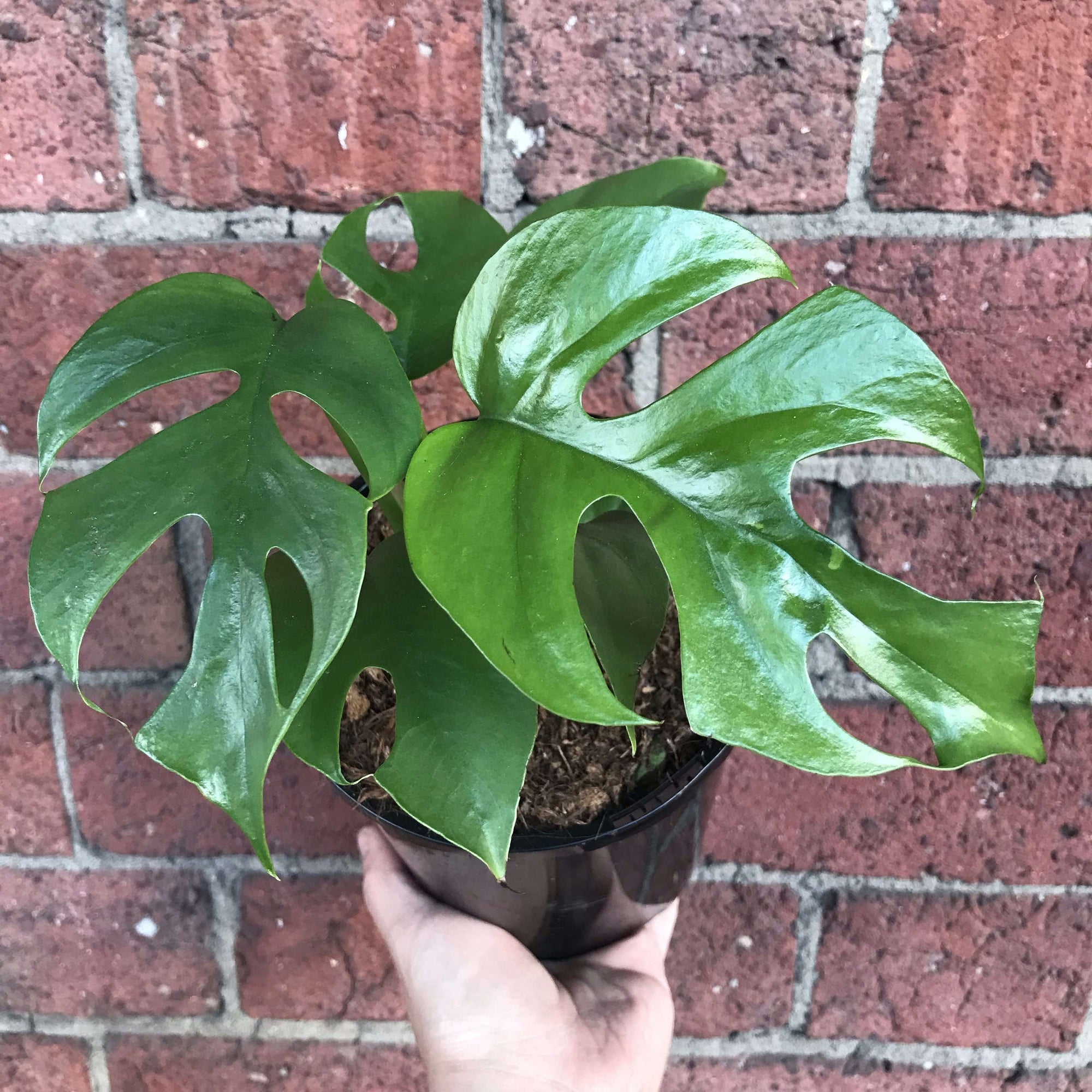 Mini Monstera (Raphidophora Tetrasperma) - 13cm Pot