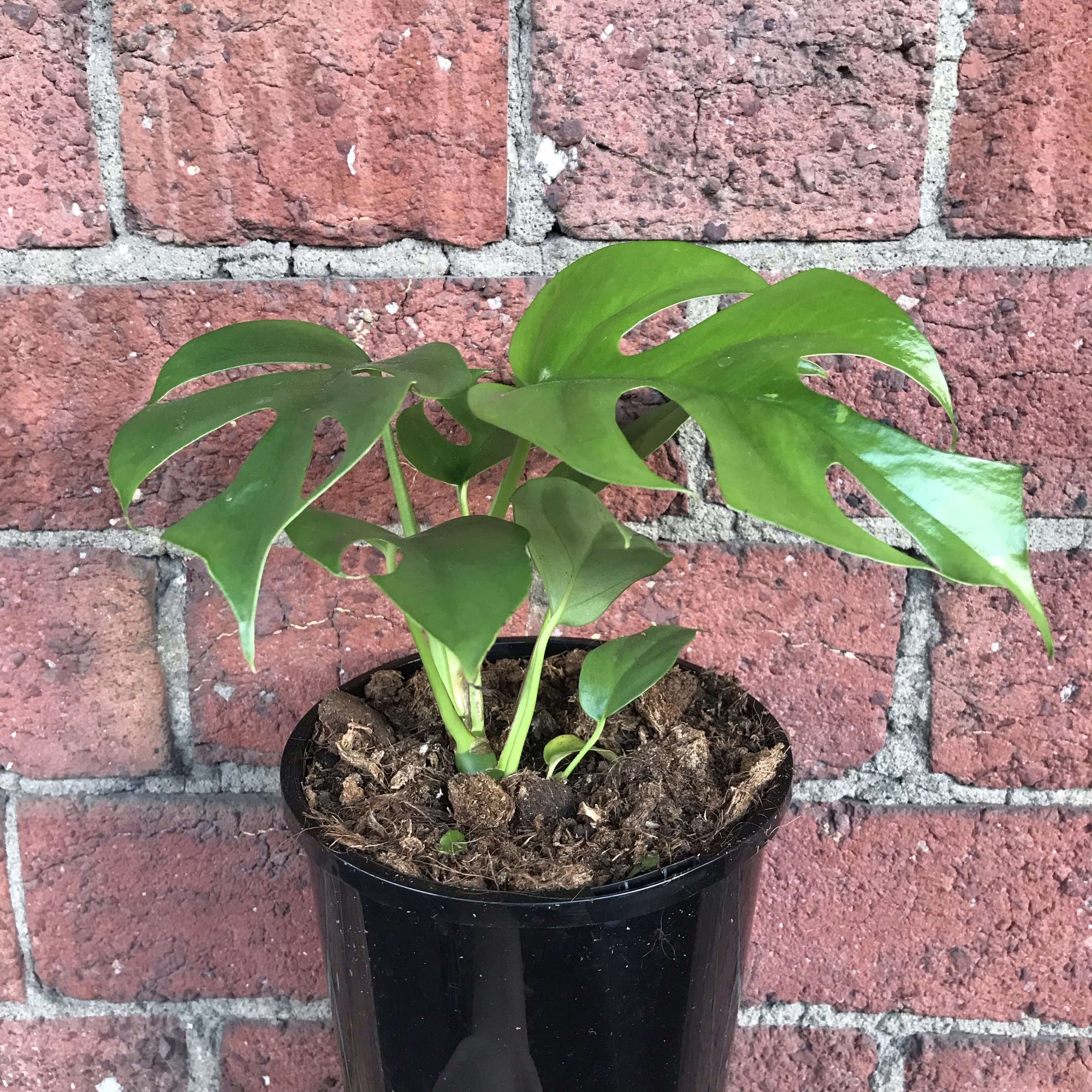 Mini Monstera (Raphidophora Tetrasperma) - 13cm Pot