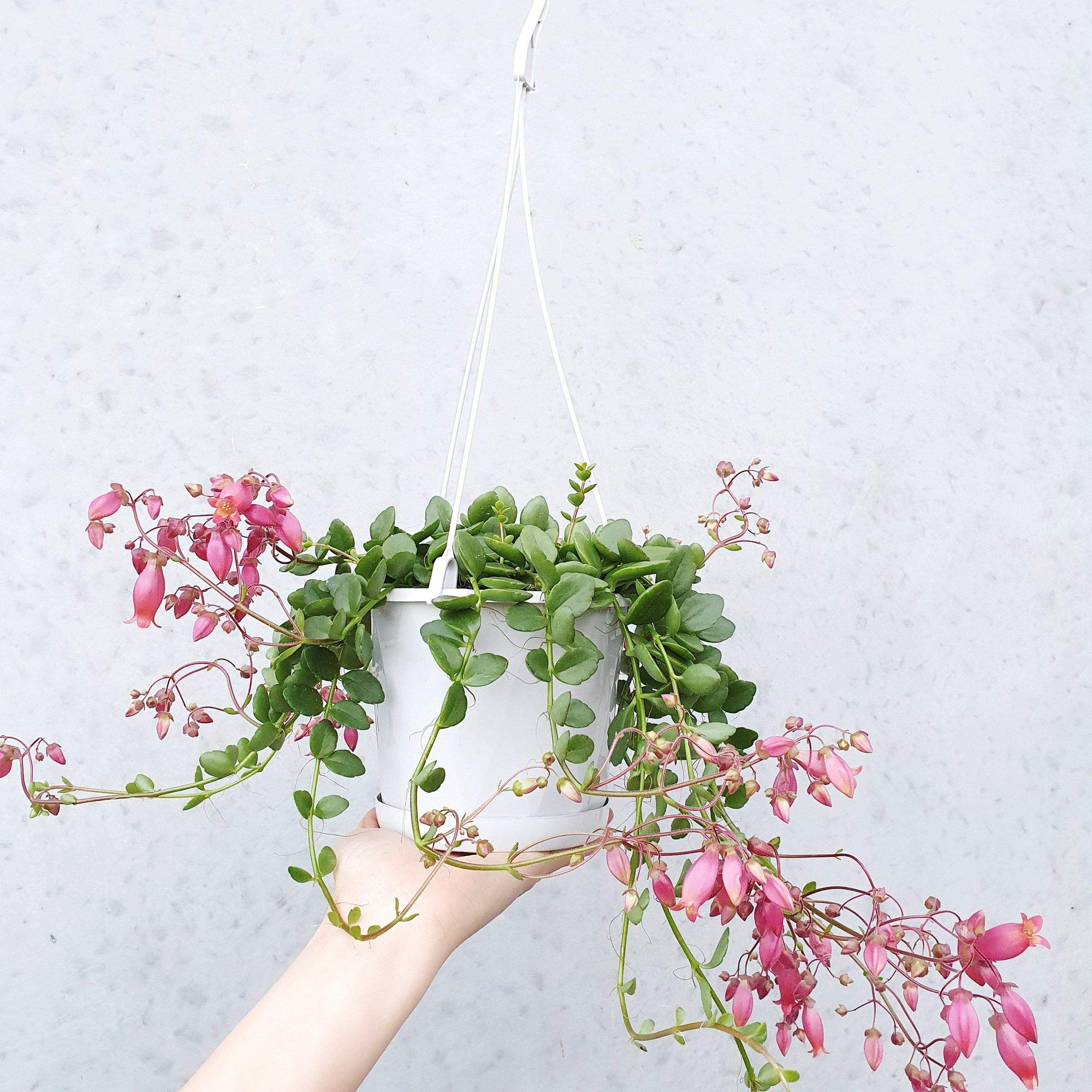 Kalanchoe Uniflora