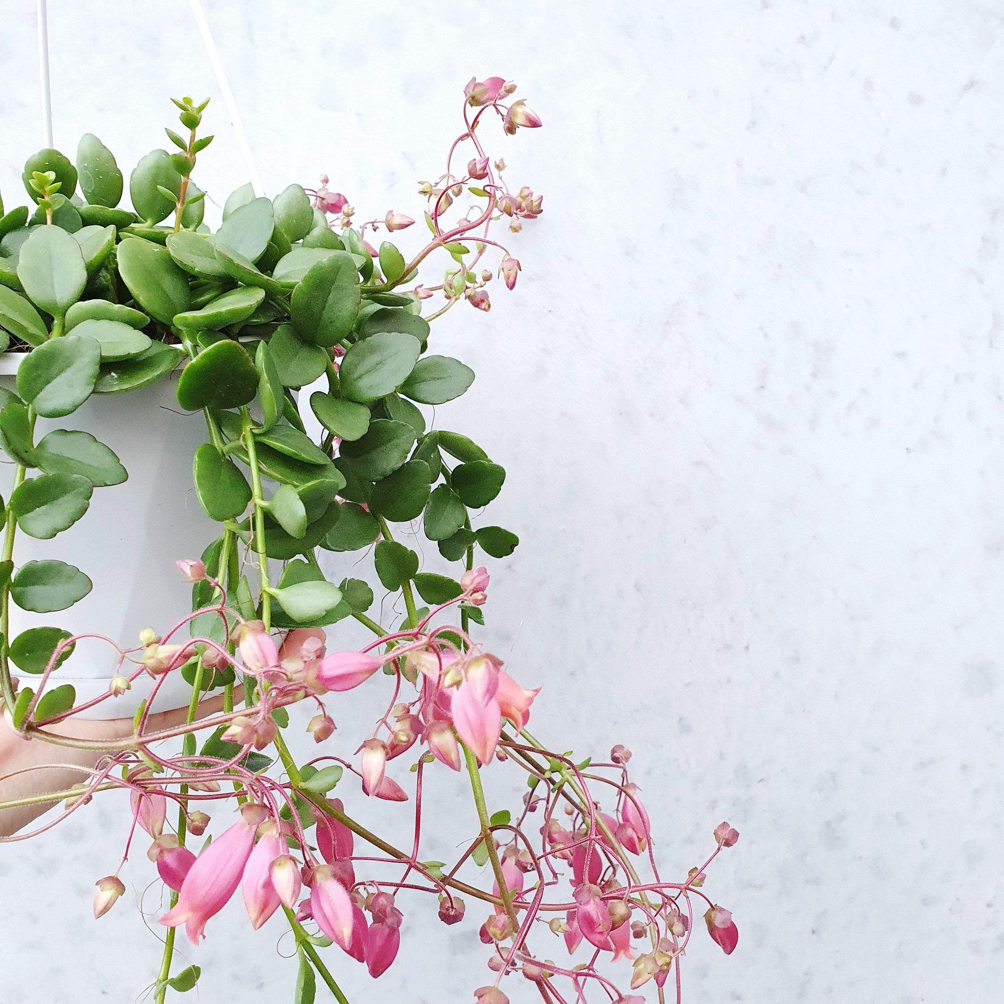 Kalanchoe Uniflora