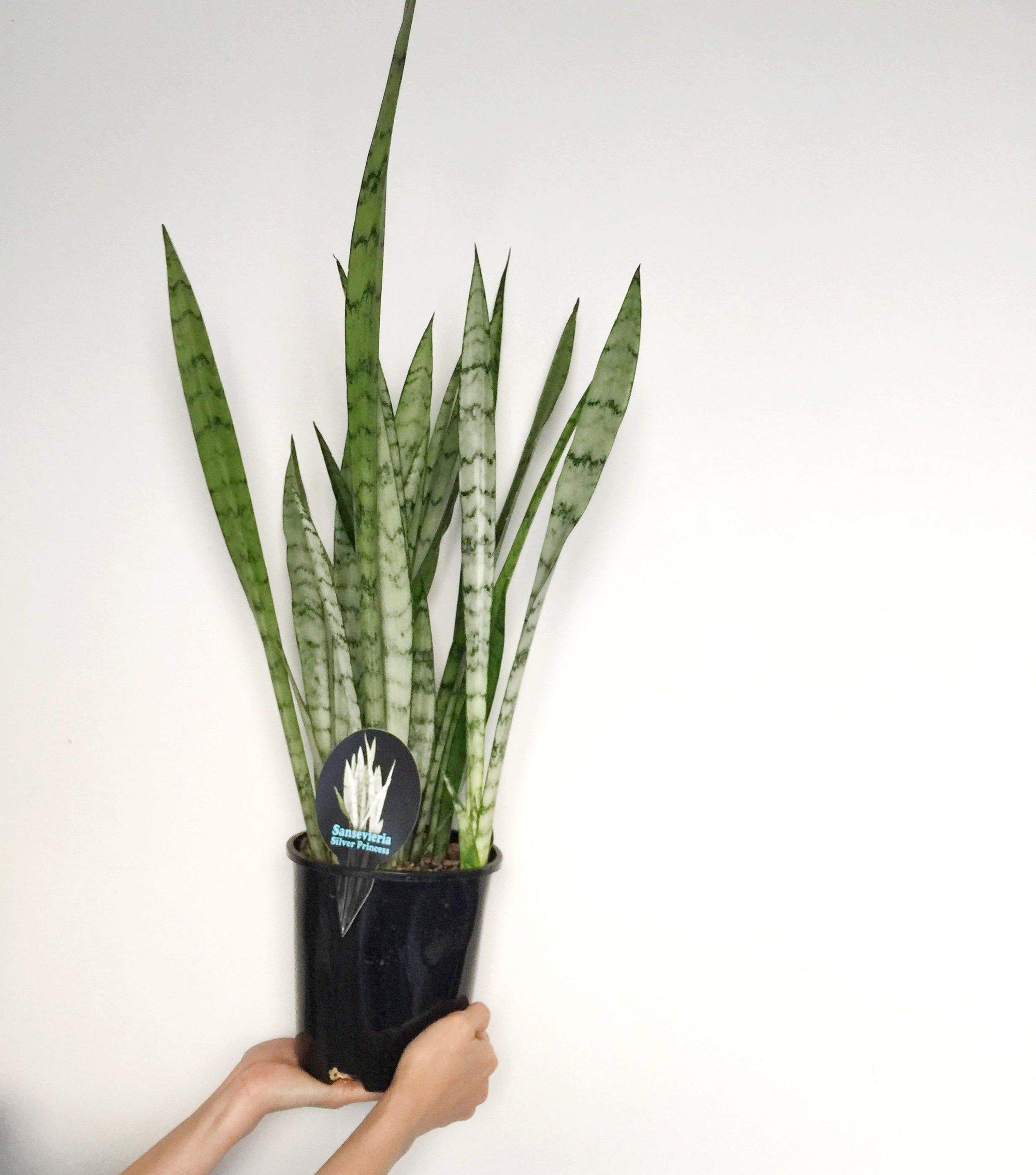 Sansevieria Silver Princess