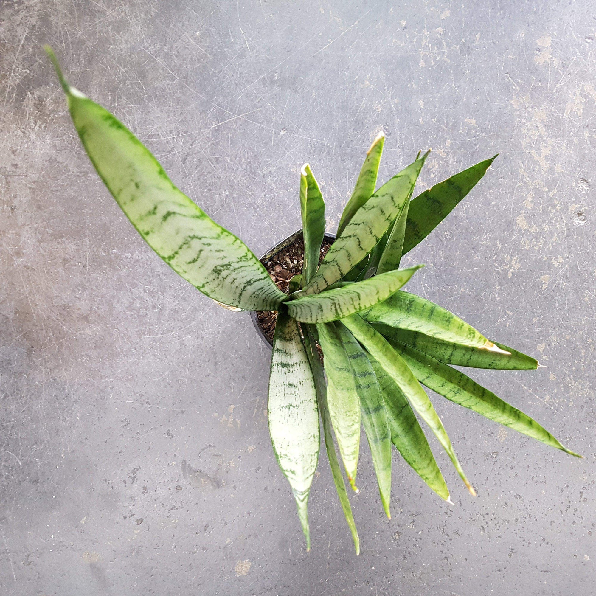 Sansevieria Silver Princess