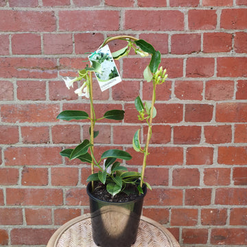 stephanotis plant - 17cm pot Folia House