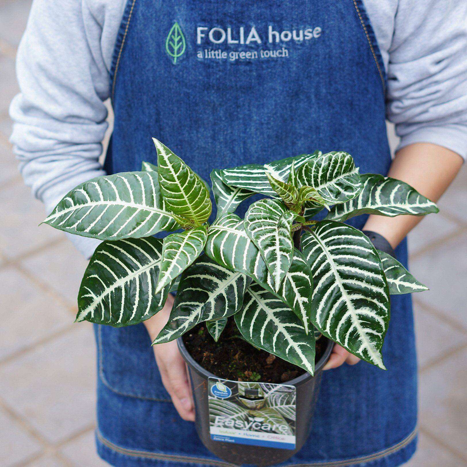 Zebra plant (Aphelandra Squarrossa) 17cm Pot Folia House